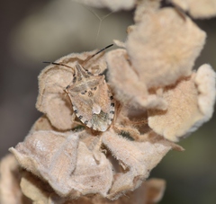 Codophila varia