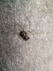 Chilothorax distinctus