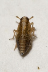 Dicranotropis hamata