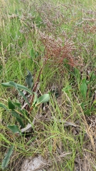 Limonium carolinianum
