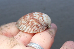 Clinocardium nuttallii