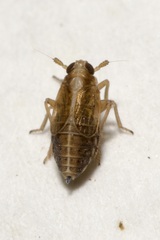Dicranotropis hamata