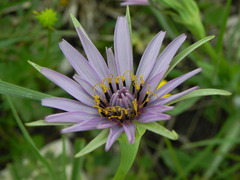 Tragopogon eriospermus