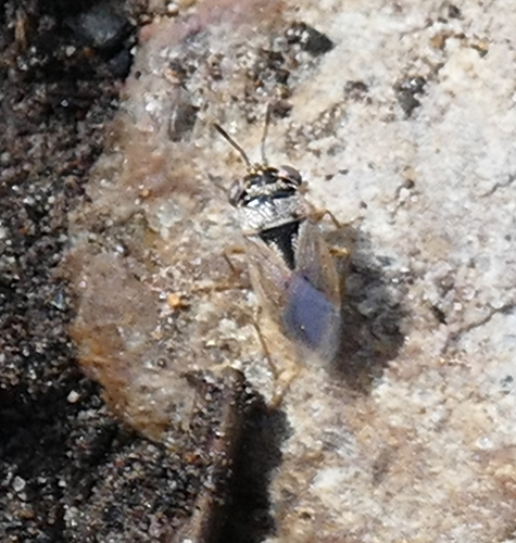 Western Big-eyed Bug photo 2