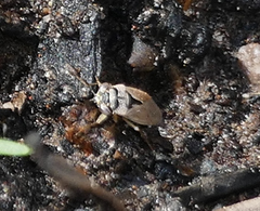 Geocoris pallens