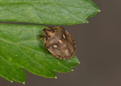 Derula flavoguttata