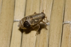 Dryinidae