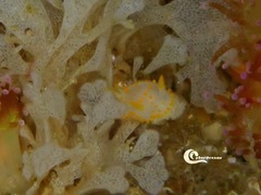 Crimora papillata