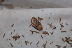 Abagrotis alternata