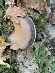 Ganoderma applanatum