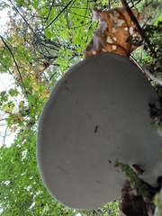 Ganoderma applanatum