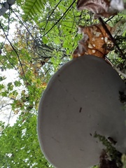 Ganoderma applanatum