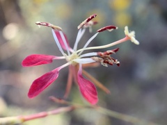 Oenothera suffrutescens