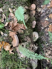 Ganoderma applanatum