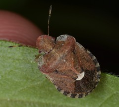 Dyroderes umbraculatus