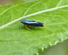 Graphocephala lugubris