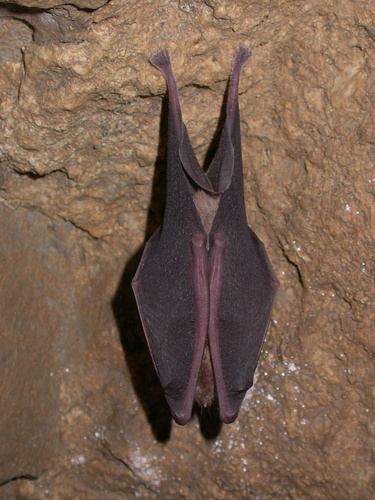 Greater Horseshoe Bat