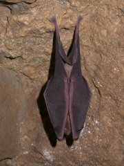 Greater Horseshoe Bat photo 4