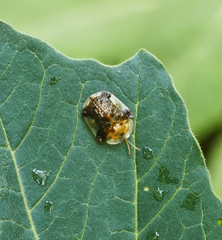 Helocassis testudinaria