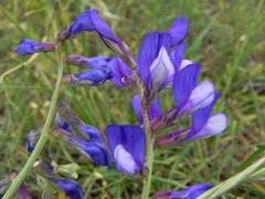 Vicia onobrychioides