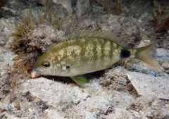 Diplodus annularis