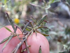Oenothera suffrutescens