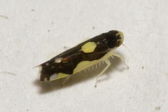 Eupteryx vittata