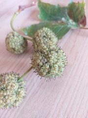 Platanus × hispanica