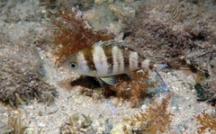 Spondyliosoma cantharus