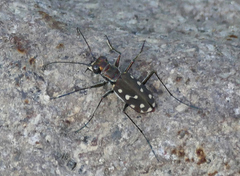 Cicindela sedecimpunctata
