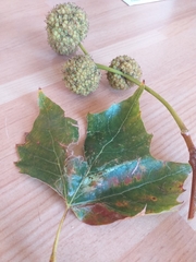 Platanus × hispanica