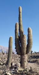 Trichocereus atacamensis