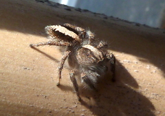 Megafreya sutrix