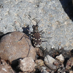 Cicindela sedecimpunctata