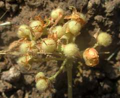 Dombeya rotundifolia