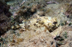Scorpaena porcus