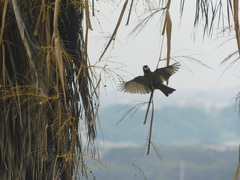 Megarynchus pitangua