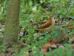 Furnarius leucopus