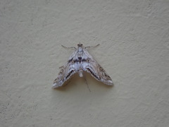 Cataclysta lemnata