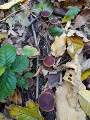 Macrocystidia cucumis