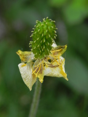 Ranunculus millefoliatus