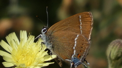 Satyrium spini