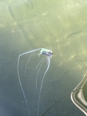 Alectis ciliaris