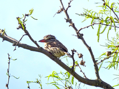Nystalus maculatus