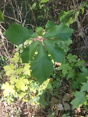 Quercus michauxii