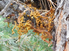 Arceuthobium vaginatum