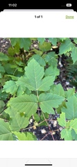 Acer glabrum