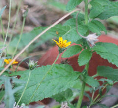 Wedelia hispida