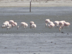 Phoenicoparrus jamesi