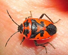 Eurydema spectabilis